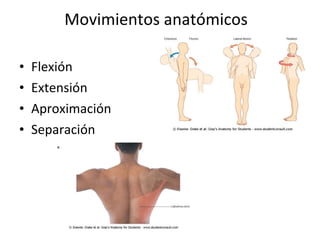 Movimientos anatómicos  <ul><li>Flexión </li></ul><ul><li>Extensión </li></ul><ul><li>Aproximación </li></ul><ul><li>Separ...