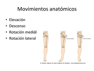 Movimientos anatómicos <ul><li>Elevación </li></ul><ul><li>Descenso </li></ul><ul><li>Rotación medial </li></ul><ul><li>Ro...