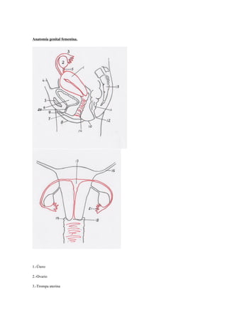 Anatomía genital femenina.
1.-Útero
2.-Ovario
3.-Trompa uterina
 