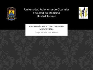 Danya Michelle Isais Moreno
ANATOMÍA GENITO-URINARIA
MASCULINA
Universidad Autónoma de Coahuila
Facultad de Medicina
Unidad Torreón
 