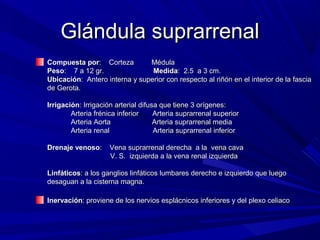 Glándula suprarrenal
Compuesta por: Corteza         Médula
Peso: 7 a 12 gr.                Medida: 2.5 a 3 cm.
Ubicación: Antero interna y superior con respecto al riñón en el interior de la fascia
de Gerota.

Irrigación: Irrigación arterial difusa que tiene 3 orígenes:
        Arteria frénica inferior     Arteria suprarrenal superior
        Arteria Aorta                Arteria suprarrenal media
        Arteria renal                Arteria suprarrenal inferior

Drenaje venoso:      Vena suprarrenal derecha a la vena cava
                     V. S. izquierda a la vena renal izquierda

Linfáticos: a los ganglios linfáticos lumbares derecho e izquierdo que luego
desaguan a la cisterna magna.

Inervación: proviene de los nervios esplácnicos inferiores y del plexo celiaco
 