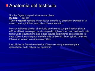 Anatomía del testículo
Son los órganos reproductores masculinos.
Medida: 4x3 cm
Túnica vaginal: recubre los testículos en toda su extensión excepto en la
unión con el epidídimo y con el cordón espermático.

Muchos tabiques dividen al testículo en diversos compartimentos (hasta
400 lobulillos), convergen en el cuerpo de Highmore, el cual contiene la rete
testis.Cada lobulillo tiene dos o más túbulos seminíferos contorneados (si
cada túbulo fuera alargado mediría más de 60 cm). En el epitelio de estos
túbulos se forman los espermatozoides.

Las células de Sertoli revisten los túbulos rectos que se unen para
desembocar en la cabeza del epidídimo.
 