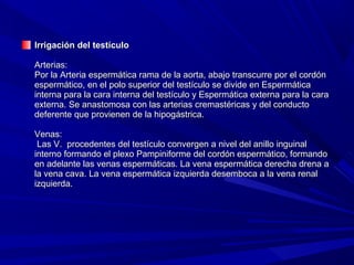 Irrigación del testículo

Arterias:
Por la Arteria espermática rama de la aorta, abajo transcurre por el cordón
espermático, en el polo superior del testículo se divide en Espermática
interna para la cara interna del testículo y Espermática externa para la cara
externa. Se anastomosa con las arterias cremastéricas y del conducto
deferente que provienen de la hipogástrica.

Venas:
 Las V. procedentes del testículo convergen a nivel del anillo inguinal
interno formando el plexo Pampiniforme del cordón espermático, formando
en adelante las venas espermáticas. La vena espermática derecha drena a
la vena cava. La vena espermática izquierda desemboca a la vena renal
izquierda.
 