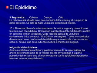 El Epidídimo
3 Segmentos:       Cabeza         Cuerpo        Cola
La cabeza está situada en el polo superior del testículo y el cuerpo en la
parte posterior. La cola se halla unida a la extremidad inferior.

10 a 20 conductillos eferentes atraviesan la túnica vaginal y comunican el
testículo con el epidídimo. Conforman los lobulillos del epidídimo los cuales
en conjunto forman la cabeza. Cada lobulillo consta de un túbulo
contorneado único de aprox. 15 a 20 cm. de longitud. Todos los conductos
desembocan en el conducto del epidídimo que se enrrolla muchas veces
sobre sí mismo, que si se extiende mediría 6 metros de longitud.

Irrigación del epidídimo:
Arterias epididimarias anterior y posterior ramas de la espermática. La
arteria deferencial rama de la vesical inferior envía ramas a la parte
posterior del testículo que al anastomosarse con la epididimaria posterior
forma el arco supraepididimario.
 