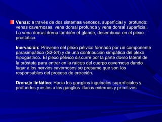 Venas: a través de dos sistemas venosos, superficial y profundo:
venas cavernosas, vena dorsal profunda y vena dorsal superficial.
La vena dorsal drena también el glande, desemboca en el plexo
prostático.

Inervación: Proviene del plexo pélvico formado por un componente
parasimpático (S2-S4) y de una contribución simpática del plexo
hipogástrico. El plexo pélvico discurre por la parte dorso lateral de
la próstata para entrar en la raíces del cuerpo cavernoso dando
lugar a los nervios cavernosos se presume que son los
responsables del proceso de erección.

Drenaje linfático: Hacia los ganglios inguinales superficiales y
profundos y estos a los ganglios ilíacos externos y primitivos
 