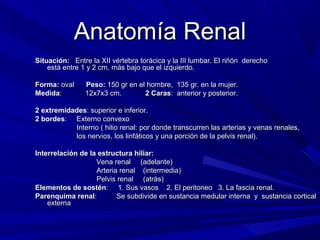 Anatomía Renal
Situación: Entre la XII vértebra torácica y la III lumbar. El riñón derecho
    está entre 1 y 2 cm. más bajo que el izquierdo.

Forma: oval     Peso: 150 gr en el hombre, 135 gr. en la mujer.
Medida:         12x7x3 cm.        2 Caras: anterior y posterior.

2 extremidades: superior e inferior.
2 bordes: Externo convexo
           Interno ( hilio renal: por donde transcurren las arterias y venas renales,
           los nervios, los linfáticos y una porción de la pelvis renal).

Interrelación de la estructura hiliar:
                   Vena renal (adelante)
                   Arteria renal (intermedia)
                   Pelvis renal (atrás)
Elementos de sostén: 1. Sus vasos 2. El peritoneo 3. La fascia renal.
Parenquima renal:         Se subdivide en sustancia medular interna y sustancia cortical
    externa
 