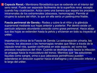 Capsula Renal.- Membrana fibroelástica que se extiende en el interior del
seno renal. Puede ser separada fácilmente de la superficie renal, excepto
cuando hay cicatrización. Actúa como una barrera que separa los procesos
intrarrenales de los extrarrenales (abscesos, hemorragias). Permite al
cirujano la sutura del riñón, lo que sin ella sería un parénquima friable.

Fascia perirrenal de Gerota.- Rodea y cubre la el riñón y la glándula
suprarrenal mediante sus hojas anterior y posterior. Por dentro existe un
panículo adiposos abundante conocido como grasa perirrenal. Hacia abajo
sus dos hojas se extienden hasta la pelvis y encierran en todo su trayecto al
uréter.

Importancia clínica de la Fascia de Gerota: La extravasación urinaria, los
tumores, los abscesos o las hemorragias renales que filtran a través de la
cápsula renal rota, quedan confinados en este espacio; así como los
procesos neoplásicos del riñón. Cuando se destruye esta fascia la infección
se propaga hacia la musculatura del tronco. Mientras que las soluciones
líquidas como sangre, orina o pus (abscesos perinéfricos) pueden
extenderse en dirección superior hacia el diafragma y en dirección inferior a
lo largo del uréter.
 