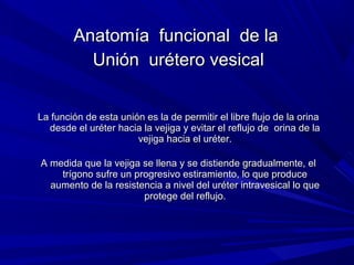 Anatomía funcional de la
          Unión urétero vesical


La función de esta unión es la de permitir el libre flujo de la orina
  desde el uréter hacia la vejiga y evitar el reflujo de orina de la
                       vejiga hacia el uréter.

A medida que la vejiga se llena y se distiende gradualmente, el
    trígono sufre un progresivo estiramiento, lo que produce
  aumento de la resistencia a nivel del uréter intravesical lo que
                       protege del reflujo.
 