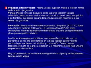 Irrigación arterial vesical: Arteria vesical superior, media e inferior ramas
de la arteria hipogástrica.
Venas: Plexos venosos dispuesto entre la pared vesical y la capa
adventicia, plexo venoso vesical que se comunica con el plexo retropúbico
o de Santorini que recibe sangre del pene.que drenan finalmente a las
venas hipogástricas.

Inervación: Abundante inervación autonómica. Simpática (T11-T12) fibras
adrenérgicas motoras del trígono. La parasimpática (S2-S4) fibras
colinérgicas motoras del músculo detrusor que proviene principalmente del
plexo parasimpático pelviano.

Las fibras adrenérgicas simpáticas son tanto alfa como beta, con un
predominio de los alfa-adrenérgica en la base vesical, suello y uretra
proximal que mantienen la tonicidad y contracción. Con el uso de
bloqueadores alfa se logra su relajación y el mejoramiento del flujo urinario
en procesos obstructivos.

Hay un predominio de los beta-adrenérgicos en la cúpula y en las paredes
laterales de la vejiga.
 