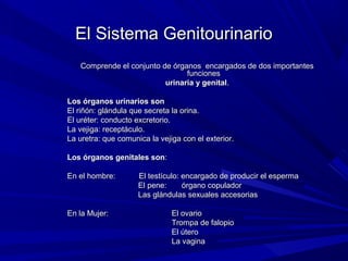 El Sistema Genitourinario
   Comprende el conjunto de órganos encargados de dos importantes
                                funciones
                          urinaria y genital.

Los órganos urinarios son
El riñón: glándula que secreta la orina.
El uréter: conducto excretorio.
La vejiga: receptáculo.
La uretra: que comunica la vejiga con el exterior.

Los órganos genitales son:

En el hombre:        El testículo: encargado de producir el esperma
                     El pene:      órgano copulador
                     Las glándulas sexuales accesorias

En la Mujer:                   El ovario
                               Trompa de falopio
                               El útero
                               La vagina
 