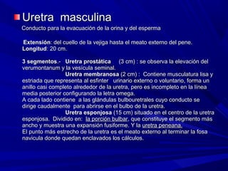 Uretra masculina
Conducto para la evacuación de la orina y del esperma

Extensión: del cuello de la vejiga hasta el meato externo del pene.
Longitud: 20 cm.

3 segmentos.- Uretra prostática (3 cm) : se observa la elevación del
verumontanum y la vesícula seminal.
                 Uretra membranosa (2 cm) : Contiene musculatura lisa y
estriada que representa al esfinter urinario externo o voluntario, forma un
anillo casi completo alrededor de la uretra, pero es incompleto en la línea
media posterior configurando la letra omega.
A cada lado contiene a las glándulas bulbouretrales cuyo conducto se
dirige caudalmente para abrirse en el bulbo de la uretra.
                 Uretra esponjosa (15 cm) situado en el centro de la uretra
esponjosa. Dividido en: la porción bulbar, que constituye el segmento más
ancho y muestra una expansión fusiforme. Y la uretra peneana.
El punto más estrecho de la uretra es el meato externo al terminar la fosa
navicula donde quedan enclavados los cálculos.
 
