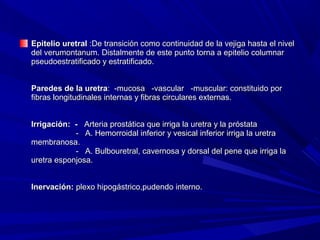Epitelio uretral :De transición como continuidad de la vejiga hasta el nivel
del verumontanum. Distalmente de este punto torna a epitelio columnar
pseudoestratificado y estratificado.


Paredes de la uretra: -mucosa -vascular -muscular: constituido por
fibras longitudinales internas y fibras circulares externas.


Irrigación: - Arteria prostática que irriga la uretra y la próstata
            - A. Hemorroidal inferior y vesical inferior irriga la uretra
membranosa.
            - A. Bulbouretral, cavernosa y dorsal del pene que irriga la
uretra esponjosa.


Inervación: plexo hipogástrico,pudendo interno.
 