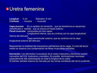 Uretra femenina
Longitud :    4 cm          Diámetro: 6 mm
2 túnicas:   - mucosa      - muscular

Capa mucosa: Es un epitelio de transición que se transforma en escamoso
estratificado a medida que se acerca al meato externo.
Pared muscular: compuesta por dos capas:
                   Longitudinal interna, que se continúa con la capa longitudinal
interna del detrusor.
                   Capa semicircular externa, que se continúa con la capa
longitudinal externa del detrusor.

Representan la totalidad del mecanismo esfinteriano de la vejiga. A nivel del tercio
medio se observa una condensación de fibras musculares estriadas.

Inervación: Los elementos musculares de la uretra masculina y femenina reciben
inervación del S.N. Autónomo y somático. Es posible terminaciones nerviosas
especialmente alfa adrenérgicas en toda la longitud de la uretra.
El esfinter estriado externo es inervado por las ramas somáticas del nervio pudendo.
 