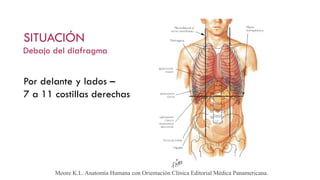 SITUACIÓN
Debajo del diafragma
Por delante y lados –
7 a 11 costillas derechas
Moore K.L. Anatomía Humana con Orientación Clínica Editorial Médica Panamericana.
 