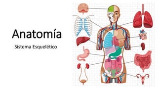 Anatomía
Sistema Esquelético
 