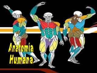 Anatomía  Humana 