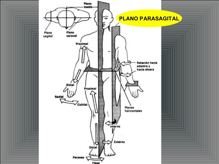 Resultado de imagen para plano parasagital