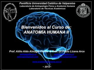 Bienvenidos al Curso de:
ANATOMÍA HUMANA II
Prof. Atilio Aldo Almagià Flores & Prof. Dr.Pablo Lizana Arce
aalmagia@ucv.cl pablo.lizana@ucv.cl
aalmagia@gmail.com pablo.lizana@gmail.com
www.anatomiahumana.ucv.cl
~ 2012~
Pontificia Universidad Católica de Valparaíso
Laboratorio de Antropología Física y Anatomía Humana
Laboratorio de Técnicas Anatómicas
 