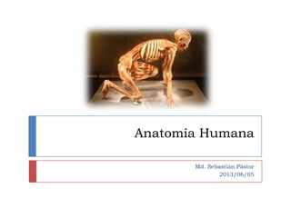 Anatomía Humana
Md. Sebastián Pástor
2013/06/05
 