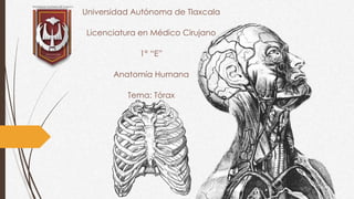 Universidad Autónoma de Tlaxcala
Licenciatura en Médico Cirujano
1° “E”
Anatomía Humana
Tema: Tórax
 
