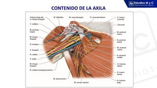 Anatomy and Clinical Insights of Neck and Limb Triangles | PDF