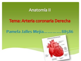 Arteria coronaria derecha