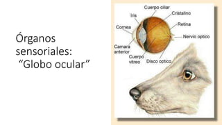 Órganos
sensoriales:
“Globo ocular”
 