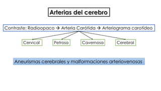 Contraste: Radioopaco  Arteria Carótida  Arteriograma carotídeo 
Cervical Petrosa Cavernosa Cerebral 
Aneurismas cerebrales y malformaciones arteriovenosas 
 