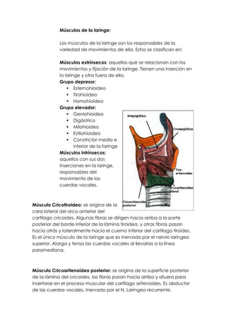 Músculos de la laringe:

            Los músculos de la laringe son los responsables de la
            variedad de movimientos de ella. Estos se clasifican en:

            Músculos extrínsecos: aquellos que se relacionan con los
            movimientos y fijación de la laringe. Tienen una inserción en
            la laringe y otra fuera de ella.
            Grupo depresor:
                 Esternohioideo
                 Tirohioideo
                 Homohioideo
            Grupo elevador:
                 Geniohioideo
                 Digástrico
                 Milohioideo
                 Estilohioideo
                 Constrictor medio e
                    inferior de la faringe
            Músculos intrínsecos:
            aquellos con sus dos
            inserciones en la laringe,
            responsables del
            movimiento de las
            cuerdas vocales.



Músculo Cricotiroideo: se origina de la
cara lateral del arco anterior del
cartílago cricoides. Algunas fibras se dirigen hacia arriba a la parte
posterior del borde inferior de la lámina tiroidea, y otras fibras pasan
hacia atrás y lateralmente hacia el cuerno inferior del cartílago tiroides.
Es el único músculo de la laringe que es inervado por el nervio laríngeo
superior. Alarga y tensa las cuerdas vocales al llevarlas a la línea
paramediana.



Músculo Cricoaritenoídeo posterior: se origina de la superficie posterior
de la lámina del cricoides, las fibras pasan hacia arriba y afuera para
insertarse en el proceso muscular del cartílago aritenoides. Es abductor
de las cuerdas vocales. Inervado por el N. Laríngeo recurrente.
 