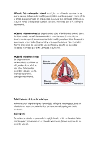 Músculo Cricoaritenoídeo lateral: se origina en el borde superior de la
parte lateral del arco del cartílago cricoides, sus fibras pasan hacia atrás
y arriba para insertarse en el proceso muscular del cartílago aritenoides.
Aduce, tensa y alarga las cuerdas vocales. Inervado por el N. Laríngeo
recurrente.



Músculo Tiroaritenoídeo: se origina de la cara interna de la lámina del c.
tiroides y de la superficie externa de la membrana cricovocal y se
inserta en la superficie anterolateral del cartílago aritenoides. Posee dos
porciones: una media (tira vocal) y una porción lateral (tira muscular).
Forma el cuerpo de la cuerda vocal. Relaja y acorta las cuerdas
vocales. Inervado por el N. Laríngeo recurrente.



Músculo interaritenoideo:
Se origina en un
aritenoides y sus fibras se
dirigen hacia el vértice
del otro. Aducen las
cuerdas vocales y está
inervado por el N.
Laríngeo recurrente.




Subdivisiones clínicas de la laringe

Para describir la patología y semiología laríngea, la laringe puede ser
dividida en tres compartimientos, en relación a los pliegues de la
mucosa.

Supraglotis:

Se extiende desde la punta de la epiglotis a la unión entre el epitelio
respiratorio y escamoso en el piso del ventrículo ( zona superior de la
cuerda vocal).
 