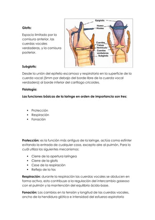 Glotis:

Espacio limitado por la
comisura anterior, las
cuerdas vocales
verdaderas, y la comisura
posterior.



Subglotis:

Desde la unión del epitelio escamoso y respiratorio en la superficie de la
cuerda vocal (5mm por debajo del borde libre de la cuerda vocal
verdadera) al borde inferior del cartílago cricoides.

Fisiología:

Las funciones básicas de la laringe en orden de importancia son tres:



         Protección
         Respiración
         Fonación




Protección: es la función más antigua de la laringe, actúa como esfínter
evitando la entrada de cualquier cosa, excepto aire al pulmón. Para lo
cuál utiliza los siguientes mecanismos:

         Cierre de la apertura laríngea
         Cierre de la glotis
         Cese de la respiración
         Reflejo de la tos

Respiración: durante la respiración las cuerdas vocales se abducen en
forma activa, esto contribuye a la regulación del intercambio gaseoso
con el pulmón y la mantención del equilibrio ácido-base.

Fonación: Los cambios en la tensión y longitud de las cuerdas vocales,
ancho de la hendidura glótica e intensidad del esfuerzo espiratorio
 