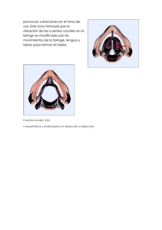 provocan variaciones en el tono de
voz. Este tono formado por la
vibración de las cuerdas vocales en la
laringe es modificado por los
movimientos de la faringe, lengua y
labios para formar el habla.




Cuerdas vocales. Visió

n esquemática y endoscópica, en abducción y adducción.
 