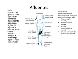 Afluentes 
• De la 
sisterna del 
quilo: a cada 
lado recibe 
un tronco 
descendente 
que recoge 
la linfa de 
miembro 
inferior, y un 
colector 
anterior 
recoge de 
(estomago, 
hígado, bazo 
e intestino) 
Canal toraxico: 
Higado, 1eros espacios 
intercostales y del mediastino 
posterior. En su arco recibe: 
• el tronco yugular 
izquierdo, 
• el tronco subclavio 
izquierdo, 
• el tronco 
broncomediastinal 
izquierdo 
• la cadena toraxica medial 
(mamaria int.) izquierda. 
 