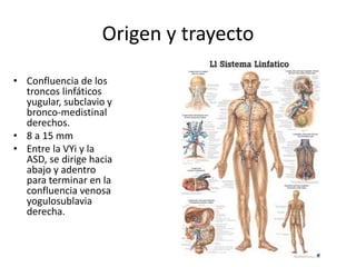 Origen y trayecto 
• Confluencia de los 
troncos linfáticos 
yugular, subclavio y 
bronco-medistinal 
derechos. 
• 8 a 15 mm 
• Entre la VYi y la 
ASD, se dirige hacia 
abajo y adentro 
para terminar en la 
confluencia venosa 
yogulosublavia 
derecha. 
 