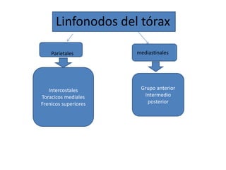 Linfonodos del tórax 
Parietales mediastinales 
Intercostales 
Toracicos mediales 
Frenicos superiores 
Grupo anterior 
Intermedio 
posterior 
 
