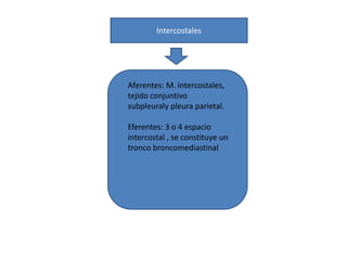 Intercostales 
Aferentes: M. intercostales, 
tejido conjuntivo 
subpleuraly pleura parietal. 
Eferentes: 3 o 4 espacio 
intercostal , se constituye un 
tronco broncomediastinal 
 