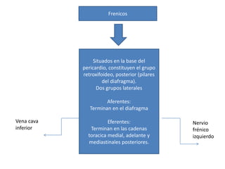 Frenicos 
Situados en la base del 
pericardio, constituyen el grupo 
retroxifoideo, posterior (pilares 
del diafragma). 
Dos grupos laterales 
Aferentes: 
Terminan en el diafragma 
Eferentes: 
Terminan en las cadenas 
toracica medial, adelante y 
mediastinales posteriores. 
Vena cava 
inferior 
Nervio 
frénico 
izquierdo 
 