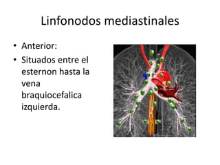 Linfonodos mediastinales 
• Anterior: 
• Situados entre el 
esternon hasta la 
vena 
braquiocefalica 
izquierda. 
 
