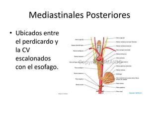 Mediastinales Posteriores 
• Ubicados entre 
el perdicardo y 
la CV 
escalonados 
con el esofago. 
