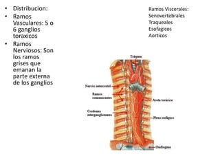 • Distribucion: 
• Ramos 
Vasculares: 5 o 
6 ganglios 
toraxicos 
• Ramos 
Nerviosos: Son 
los ramos 
grises que 
emanan la 
parte externa 
de los ganglios 
Ramos Viscerales: 
Senovertebrales 
Traqueales 
Esofagicos 
Aorticos 
 