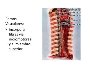 Ramos 
Vasculares: 
• incorpora 
fibras vía 
iridiomotoras 
y al miembro 
superior 
 