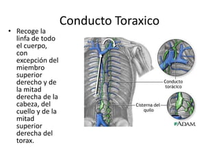Conducto Toraxico 
• Recoge la 
linfa de todo 
el cuerpo, 
con 
excepción del 
miembro 
superior 
derecho y de 
la mitad 
derecha de la 
cabeza, del 
cuello y de la 
mitad 
superior 
derecha del 
torax. 
 