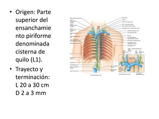 • Origen: Parte 
superior del 
ensanchamie 
nto piriforme 
denominada 
cisterna de 
quilo (L1). 
• Trayecto y 
terminación: 
L 20 a 30 cm 
D 2 a 3 mm 
 