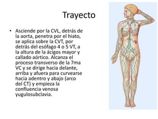 Trayecto 
• Asciende por la CVL, detrás de 
la aorta, penetra por el hiato, 
se aplica sobre la CVT, por 
detrás del esófago 4 o 5 VT, a 
la altura de la ácigos mayor y 
callado aórtico. Alcanza el 
proceso transverso de la 7ma 
VC y se dirige hacia delante, 
arriba y afuera para curvearse 
hacia adentro y abajo (arco 
del CT) y empieza la 
confluencia venosa 
yugulosubclavia. 
 