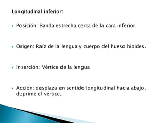 Longitudinal inferior:Posición: Banda estrecha cerca de la cara inferior.Origen: Raíz de la lengua y cuerpo del hueso hioides.Inserción: Vértice de la lenguaAcción: desplaza en sentido longitudinal hacia abajo, deprime el vértice.  