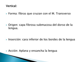 Vertical:Forma: fibras que cruzan con el M. TransversoOrigen: capa fibrosa submucosa del dorso de la lengua.Inserción: cara inferior de los bordes de la lenguaAcción: Aplana y ensancha la lengua 