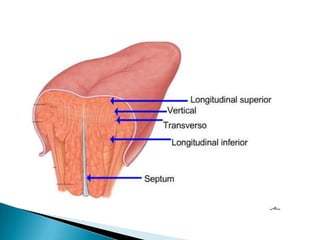Anatomía (lengua)