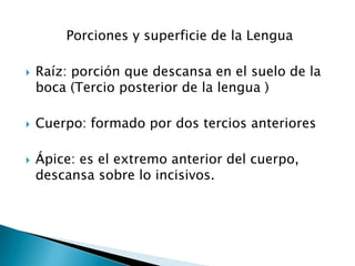 Porciones y superficie de la LenguaRaíz: porción que descansa en el suelo de la boca (Tercio posterior de la lengua )Cuerpo: formado por dos tercios anterioresÁpice: es el extremo anterior del cuerpo, descansa sobre lo incisivos.    