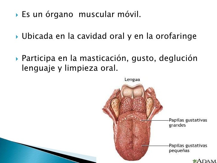 Anatomía (lengua)