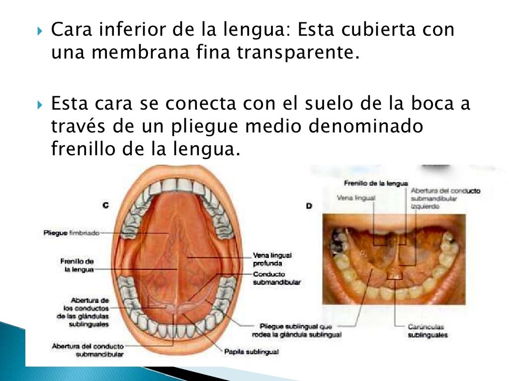 Anatomia De La Lengua